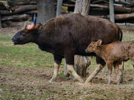 Rok 2022 - nejúspěšnější rok v historii zoo