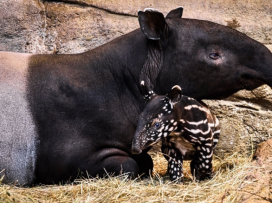Čtvrté mládě tapíra čabrakového
