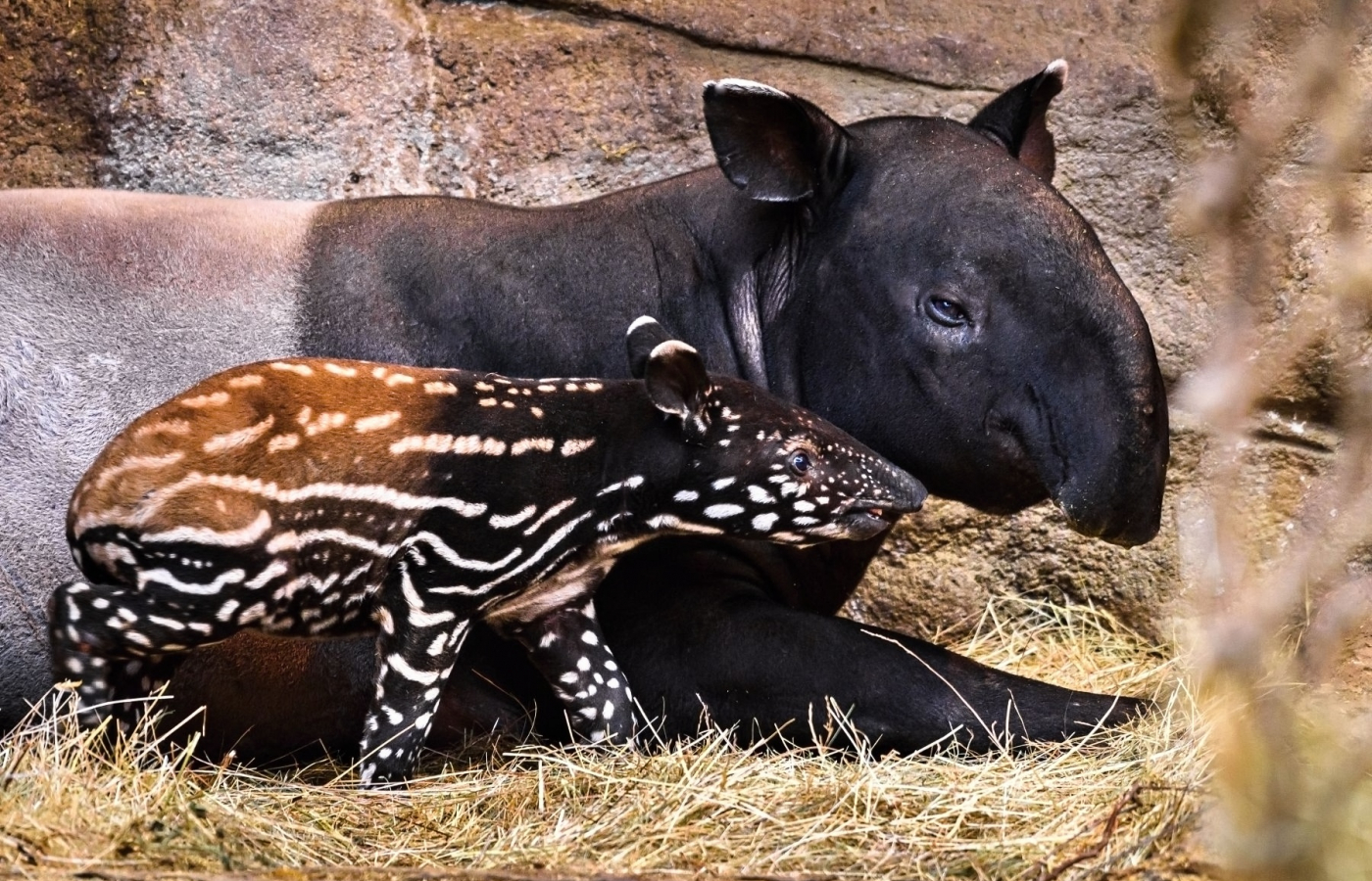 zoo zlín mládě tapír čabrakový jihovýchodní asie