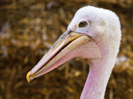 Vzácný odchov dvou druhů pelikánů