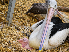 Vzácný odchov dvou druhů pelikánů