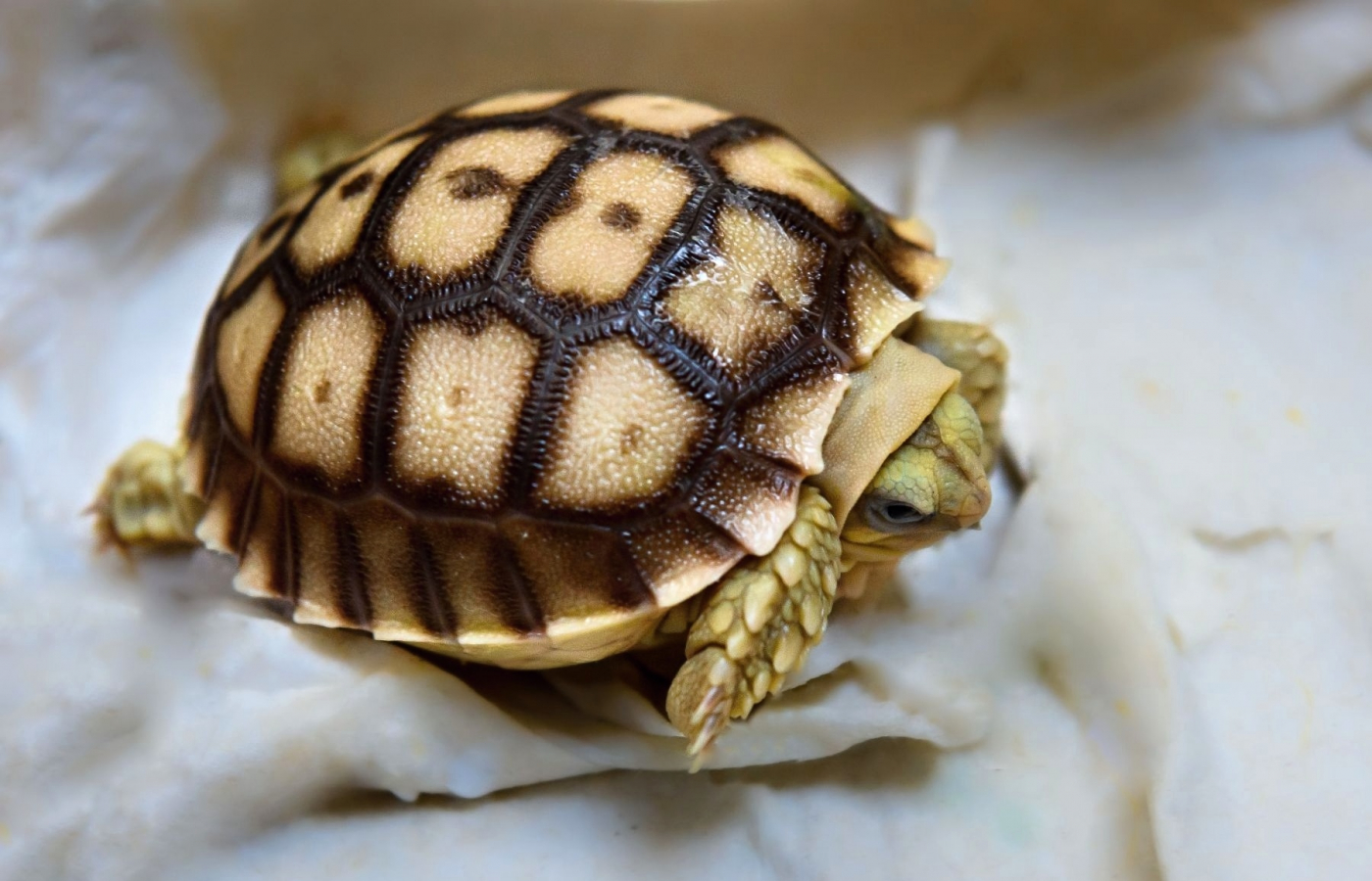 Rekordní počet mláďat želvy ostruhaté