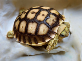 Rekordní počet mláďat želvy ostruhaté