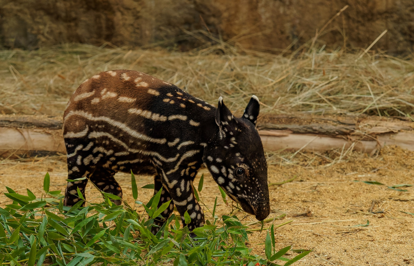 Na jaře do Zoo Zlín!