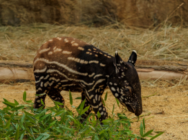 Na jaře do Zoo Zlín!