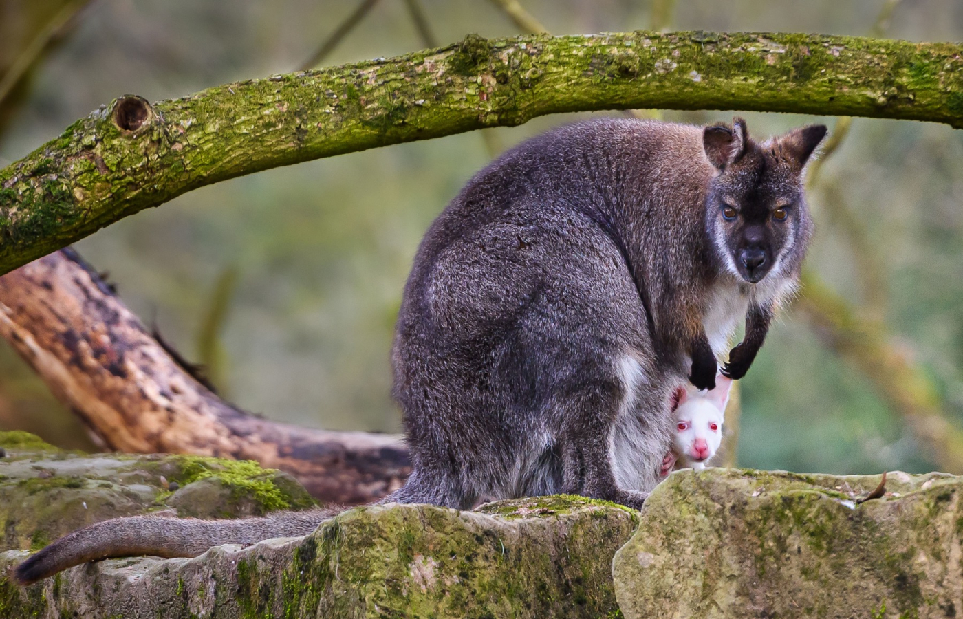 Na jaře do Zoo Zlín!