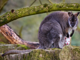 Na jaře do Zoo Zlín!