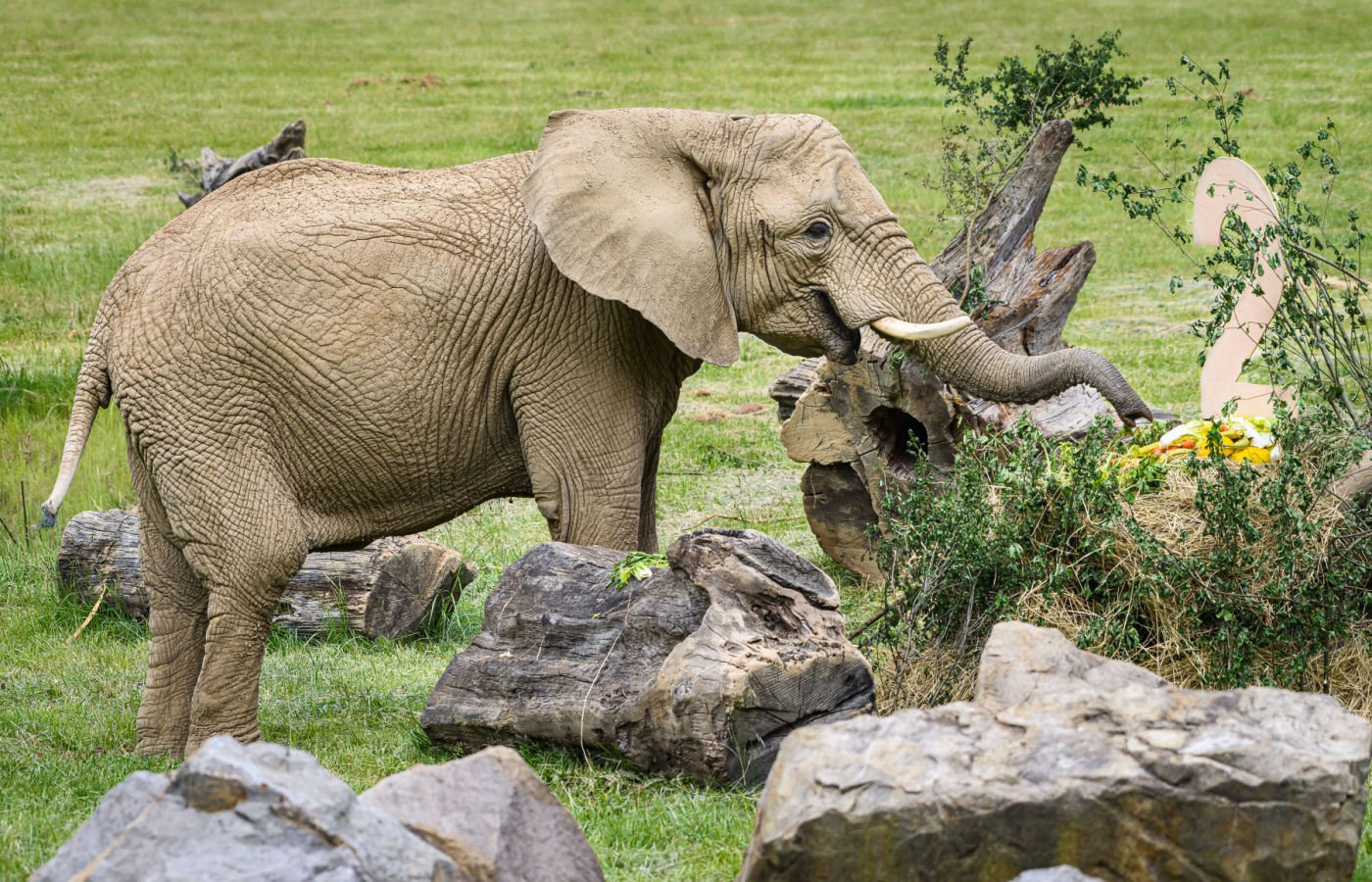 Oslavy u slonů afrických