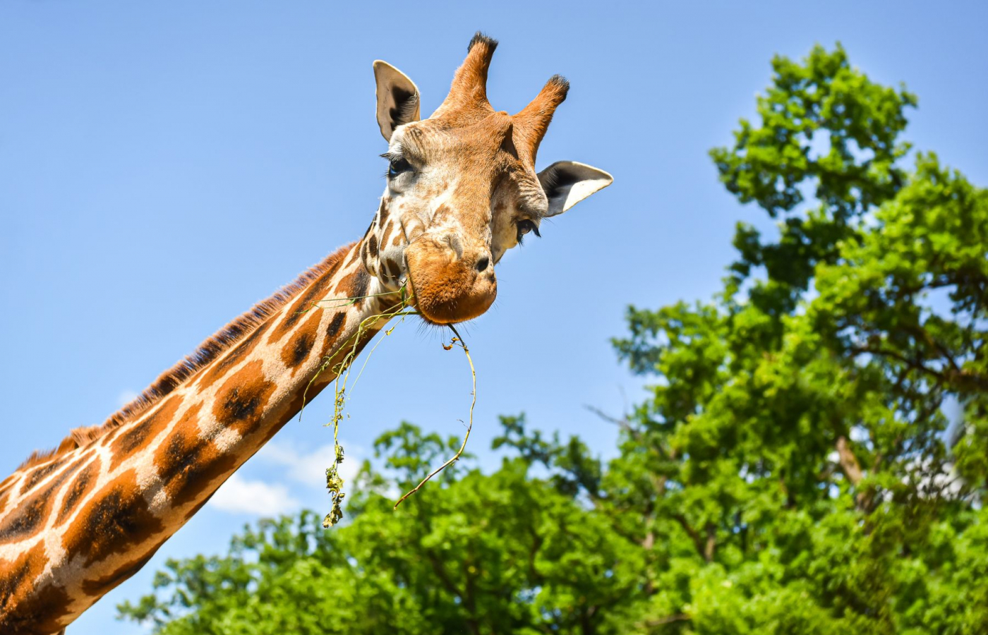 Zoo Zlín je druhá nejoblíbenější česká zoo