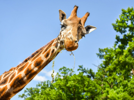 Zoo Zlín je druhá nejoblíbenější česká zoo