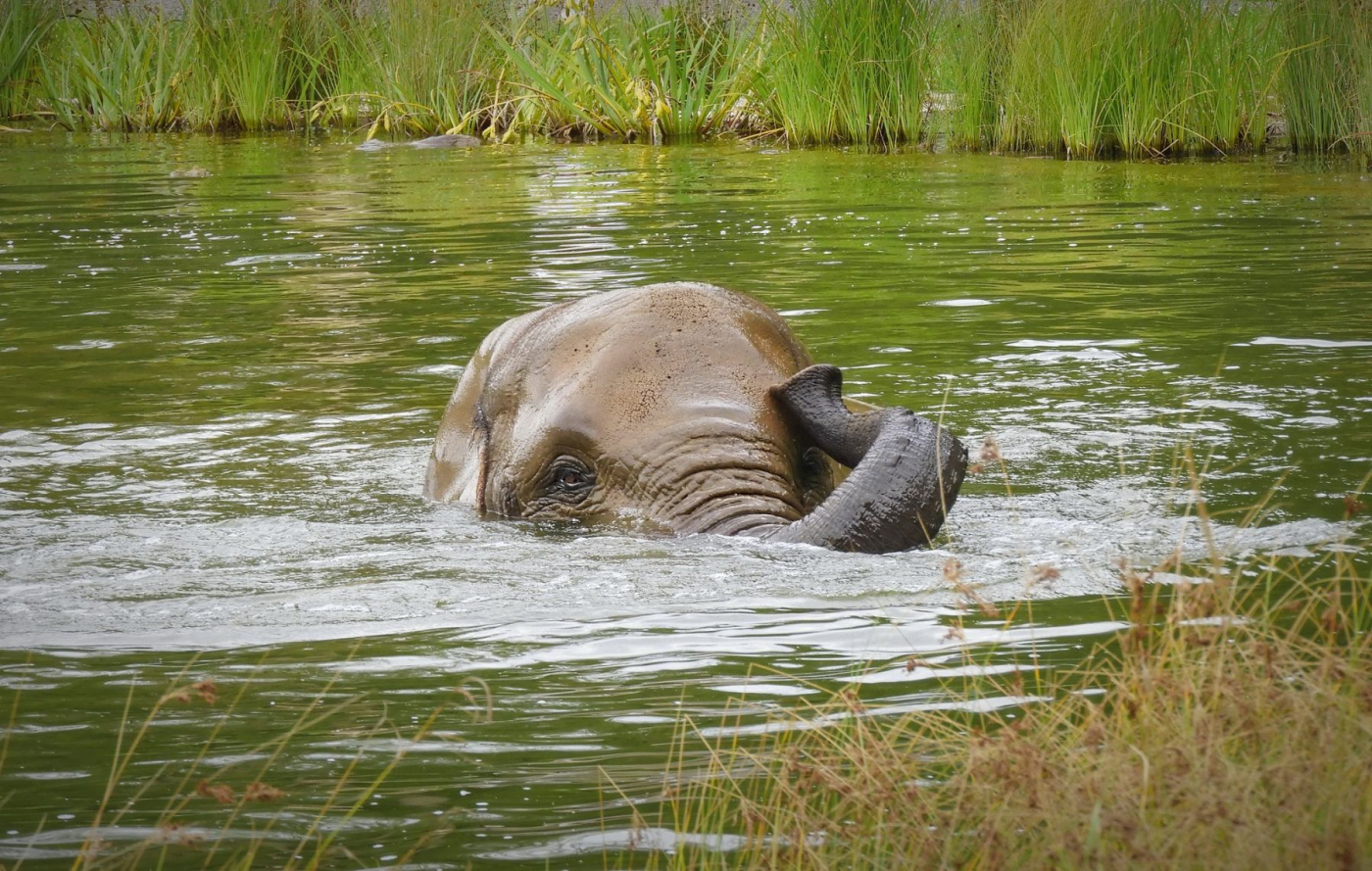 Jen u nás uvidíte plavat slony