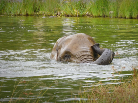 Jen u nás uvidíte plavat slony
