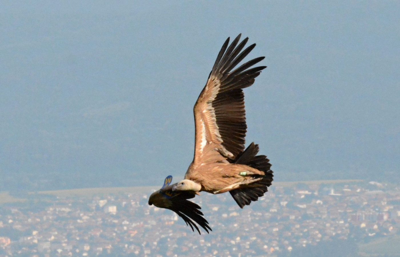 Supi ze Zlína krouží nad Balkánem