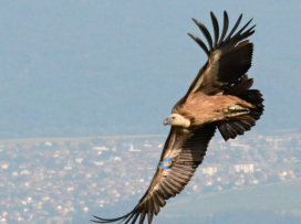 Supi ze Zlína krouží nad Balkánem