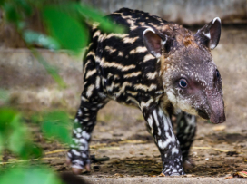 Mládě tapíra jihoamerického po 34 letech chovu