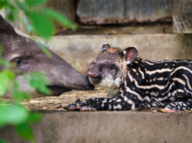 Mládě tapíra jihoamerického po 34 letech chovu