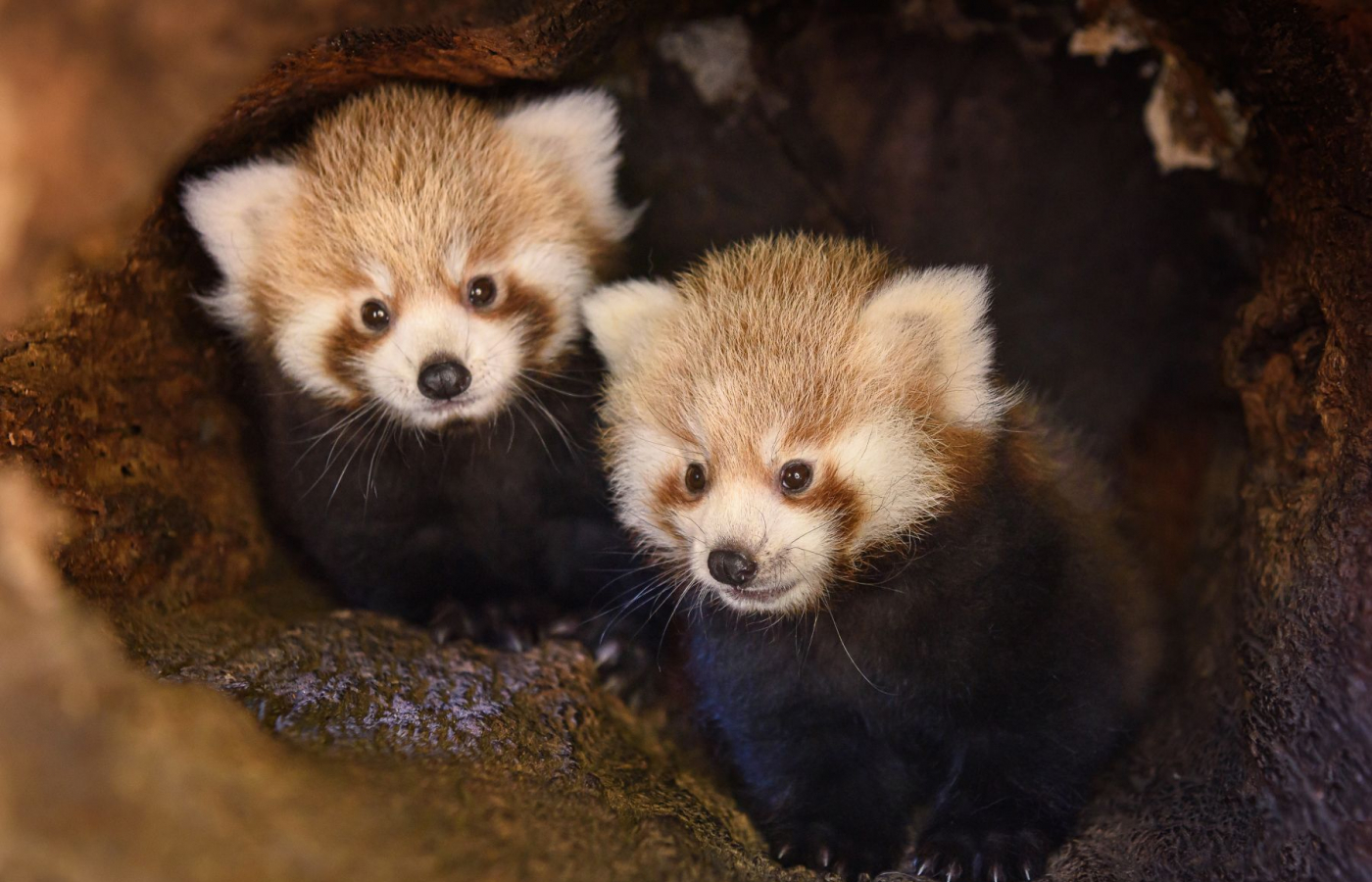 Dvojčata pandy červené