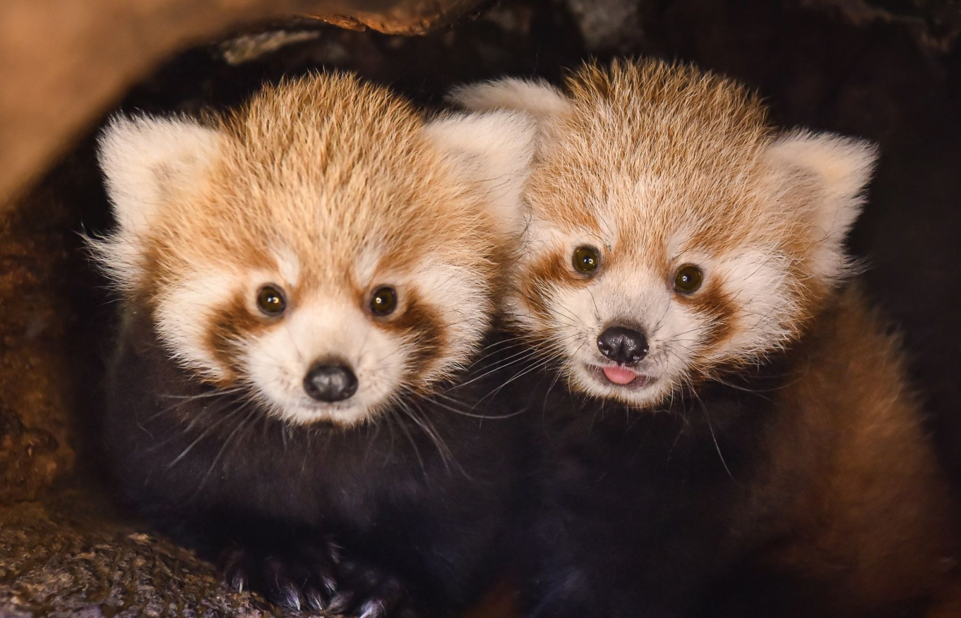 Dvojčata pandy červené