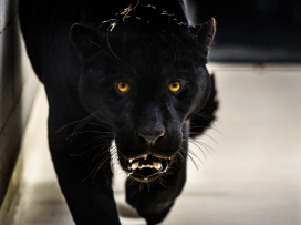 Máme nového samce jaguára!
