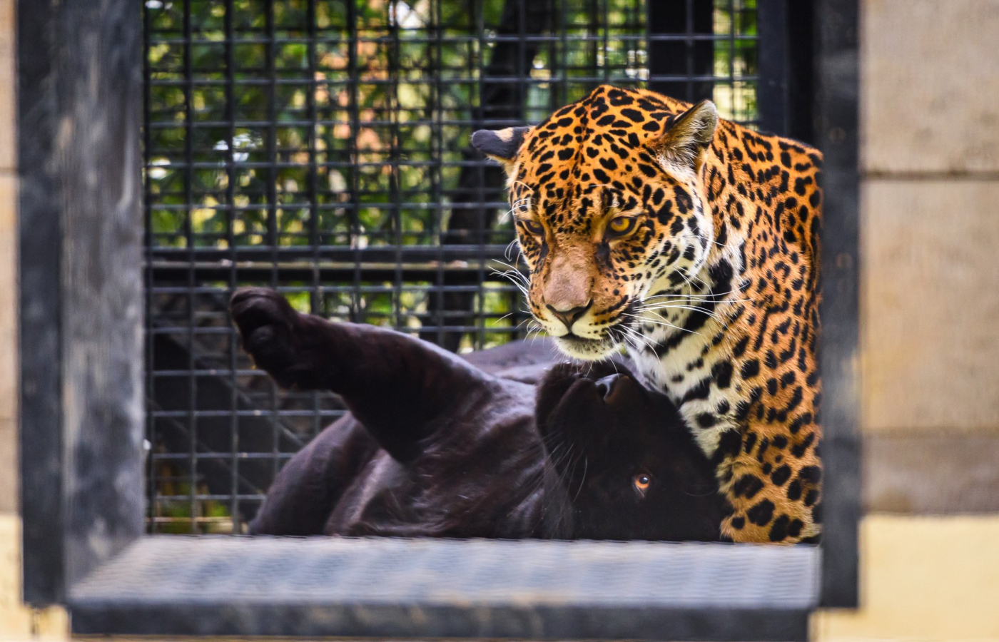 Seznamte se: náš nový jaguáří pár