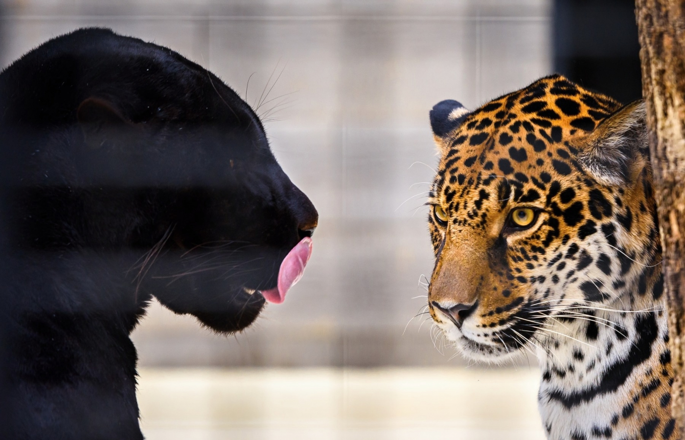 Seznamte se: náš nový jaguáří pár