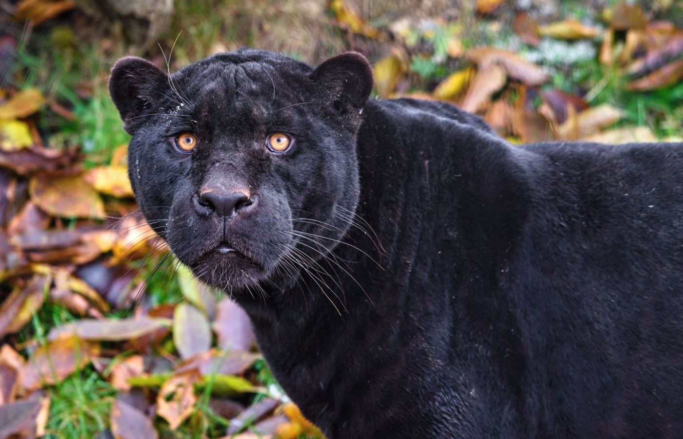 Rok 2023 je druhým nejúspěšnějším rokem v historii zoo