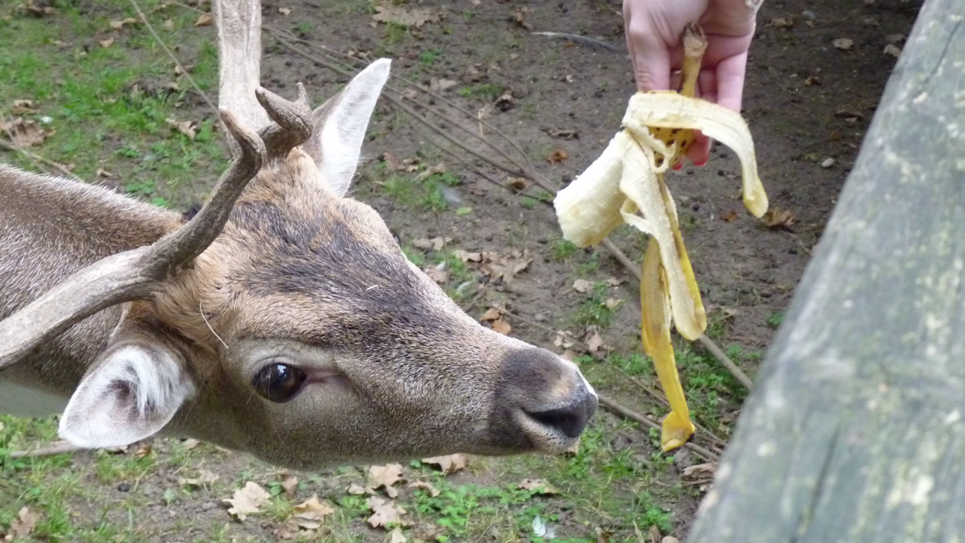 Nekrmte prosím zvířata v zoo