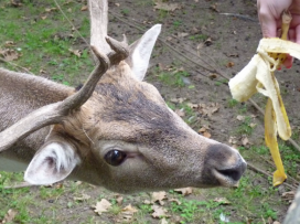 Nekrmte prosím zvířata v zoo