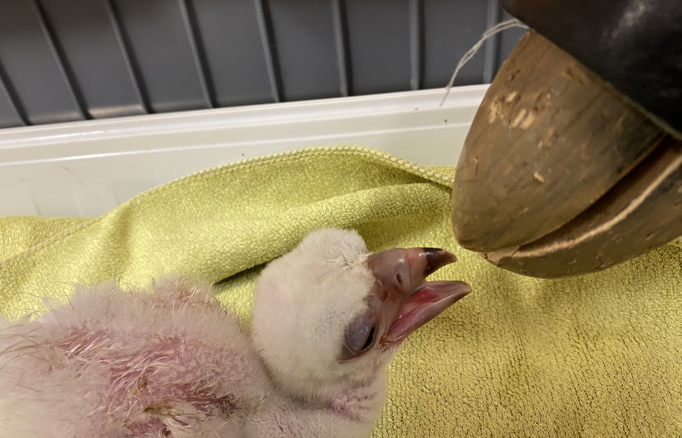 THE REARING OF THE WHITE-HEADED VULTURE IN OUR ZOO IS DECLARED TO BE AN INTERNATIONAL SUCCESS!