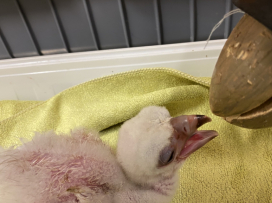 THE REARING OF THE WHITE-HEADED VULTURE IN OUR ZOO IS DECLARED TO BE AN INTERNATIONAL SUCCESS!