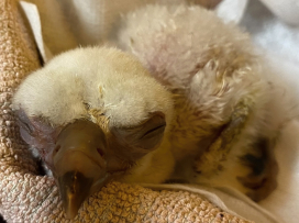 THE REARING OF THE WHITE-HEADED VULTURE IN OUR ZOO IS DECLARED TO BE AN INTERNATIONAL SUCCESS!