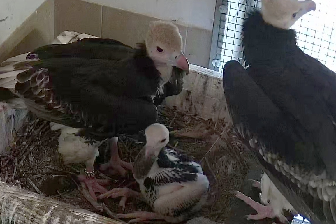 THE REARING OF THE WHITE-HEADED VULTURE IN OUR ZOO IS DECLARED TO BE AN INTERNATIONAL SUCCESS!