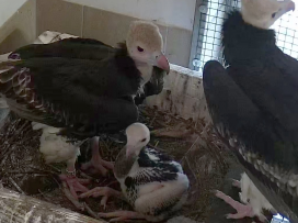 THE REARING OF THE WHITE-HEADED VULTURE IN OUR ZOO IS DECLARED TO BE AN INTERNATIONAL SUCCESS!