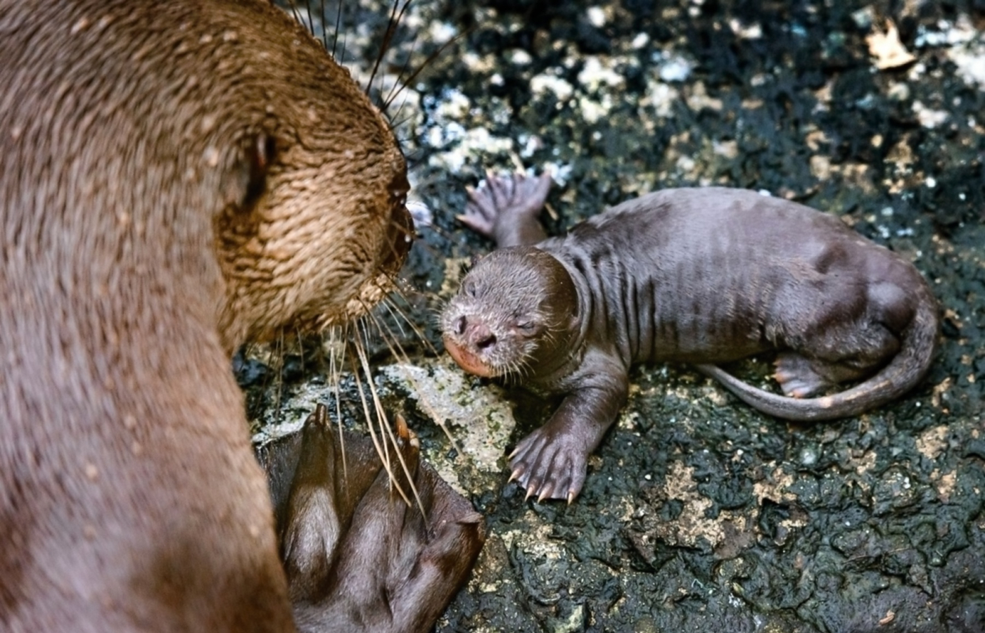 We have three giant baby otters!