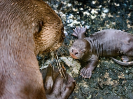 We have three giant baby otters!