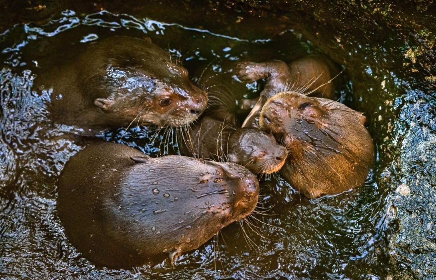 We have three giant baby otters!