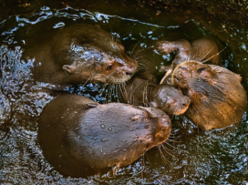 We have three giant baby otters!