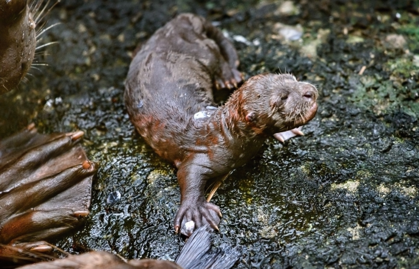 We have three giant baby otters!