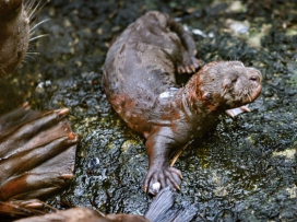 We have three giant baby otters!