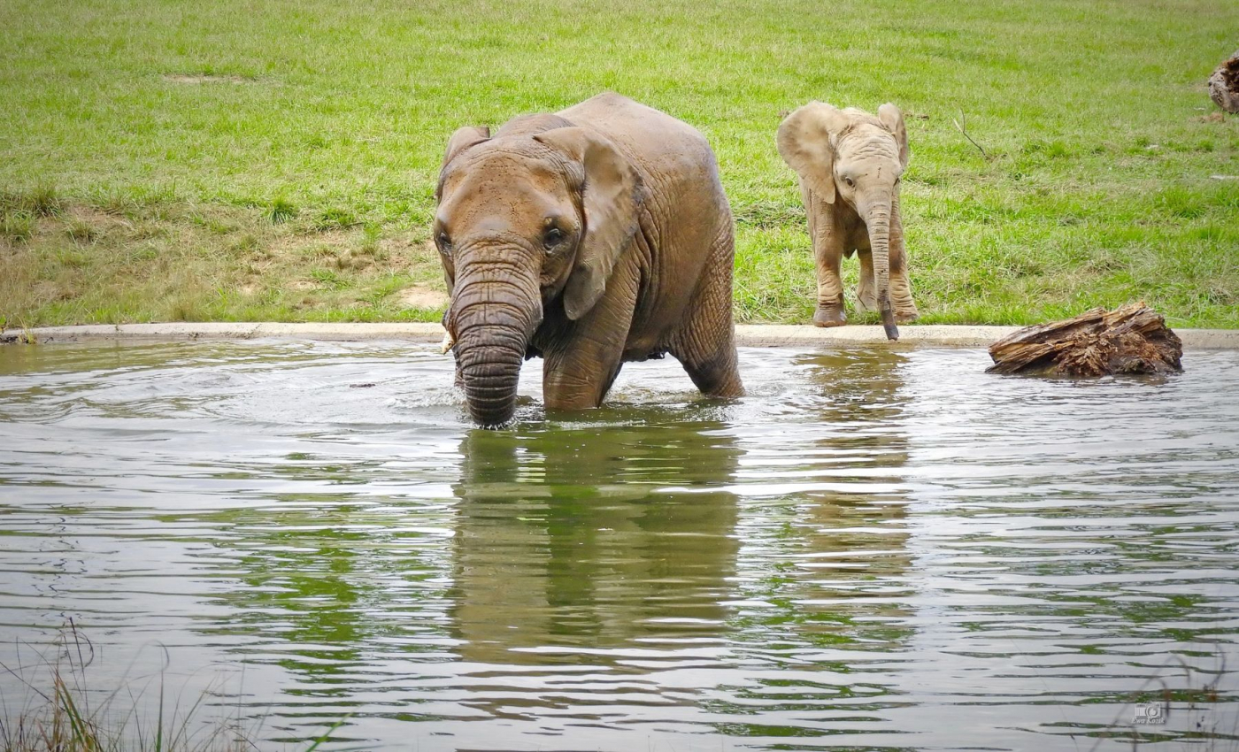 Květen v Zoo Zlín