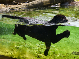 Květen v Zoo Zlín