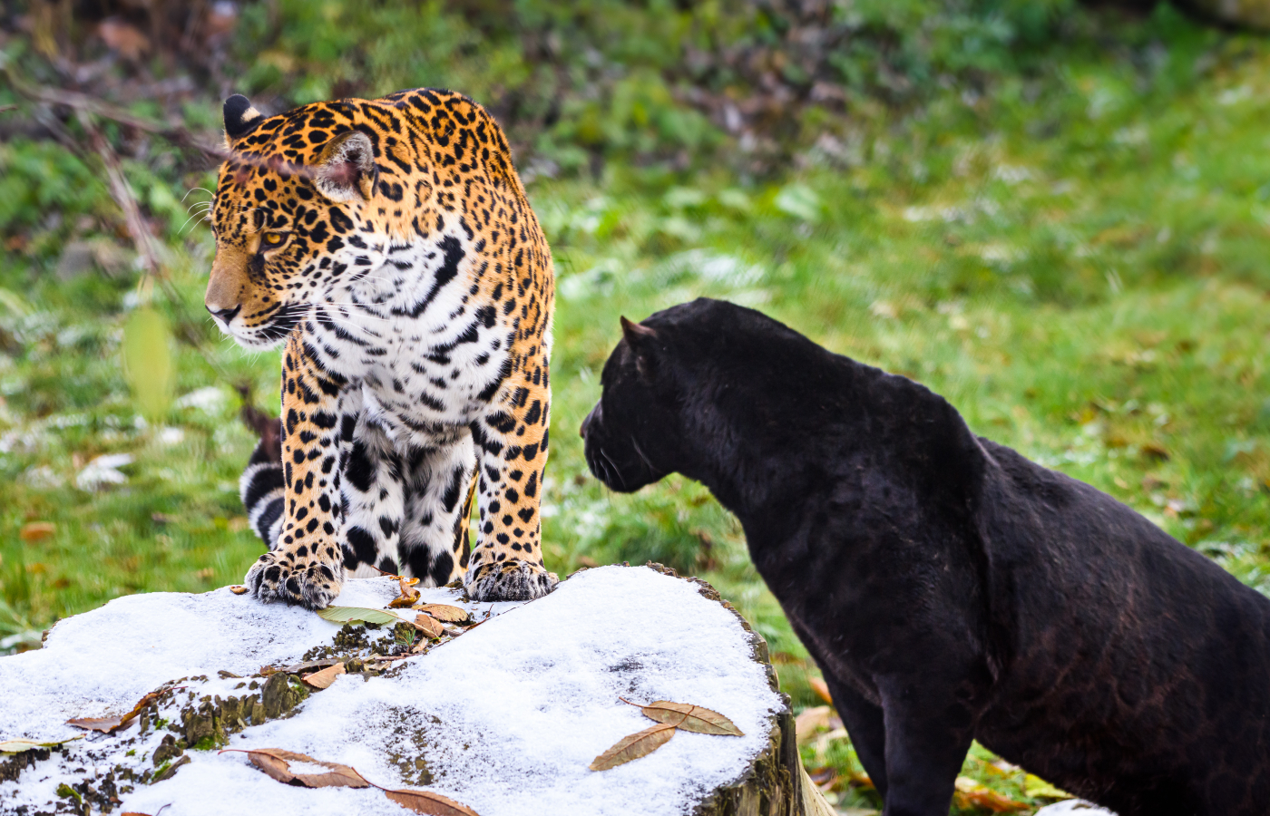 Květen v Zoo Zlín