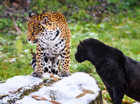 Květen v Zoo Zlín