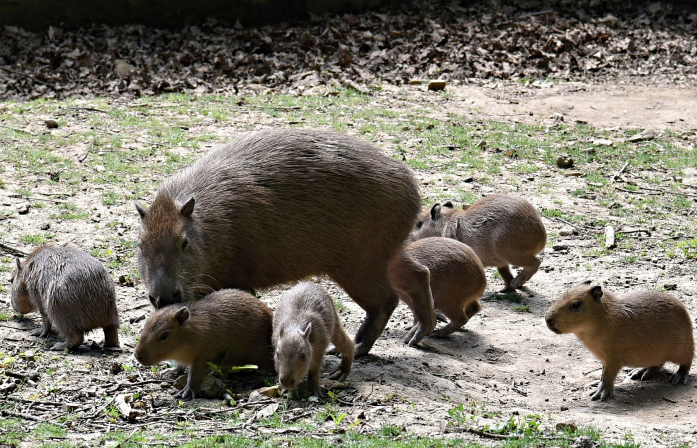 Květen v Zoo Zlín