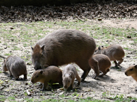 Květen v Zoo Zlín