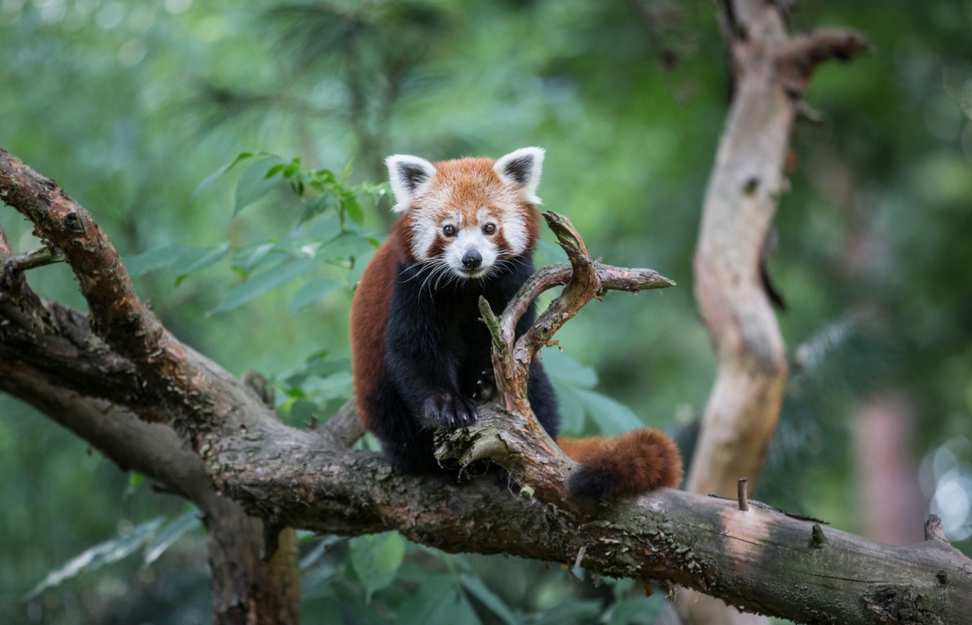 Odborníci nesouhlasí se změnami v zákoně o zoologických zahradách