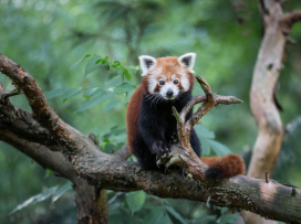 Odborníci nesouhlasí se změnami v zákoně o zoologických zahradách