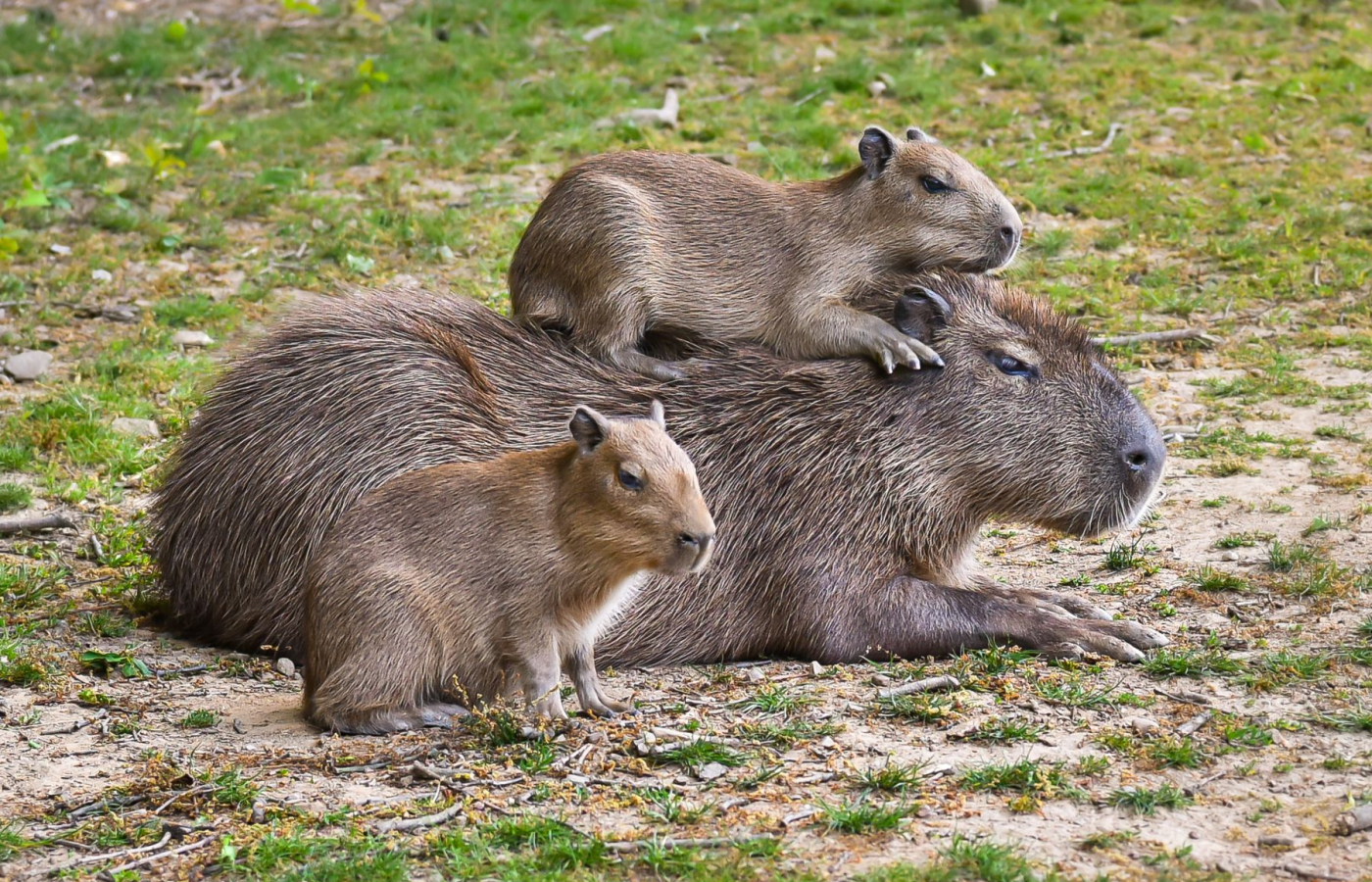 Love Story: The capybara couple to welcome sextuplets!
