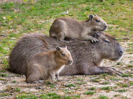 Love Story: The capybara couple to welcome sextuplets!