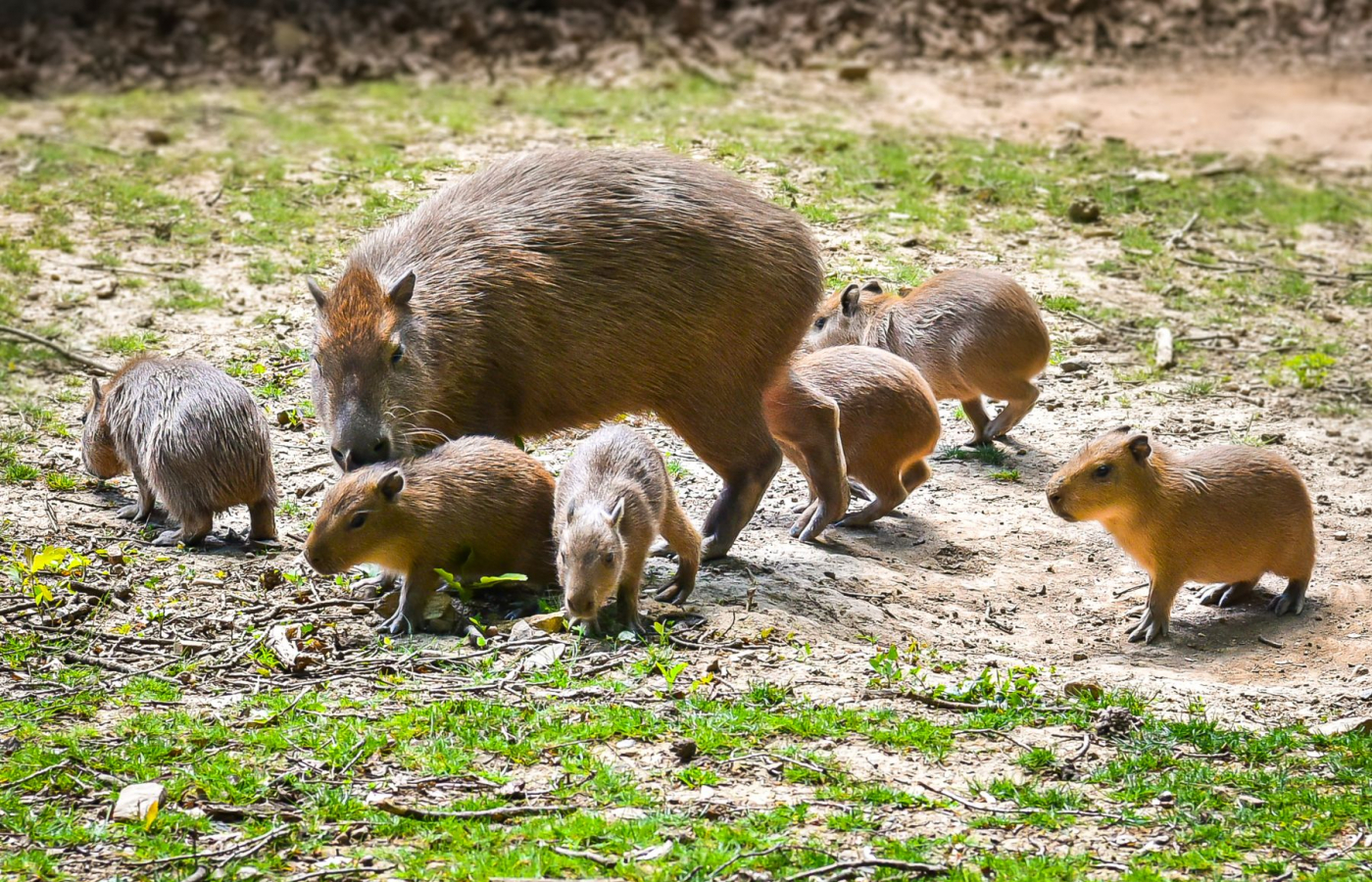 Love Story: The capybara couple to welcome sextuplets!